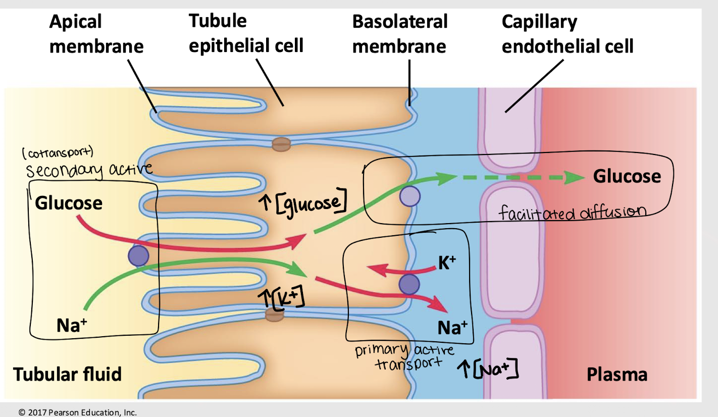 <p>increases; decreases; glucose; facilitated diffusion </p>