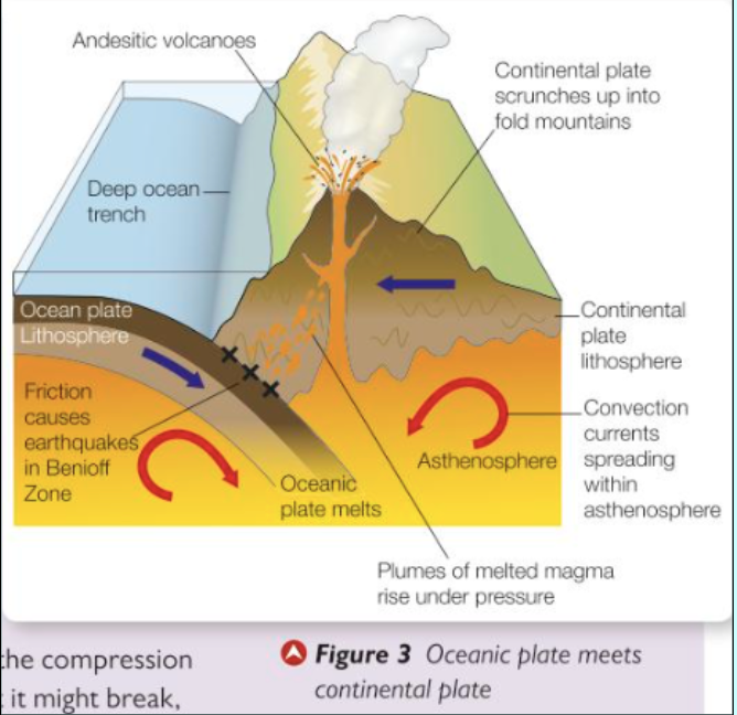 <p>The denser oceanic plate is forced under the lighter continental plate in the process of subduction. The downward displacement (downwarping) of the oceanic plate forms a deep-sea trench that runs parallel to the plate boundary. The Challenger Deep, in the Marianas Trench, is the deepest part of the ocean at just over 10,900 metres. During the subduction process, sediments that have accumulated on the edge of the continental plate are deformed by folding and faulting and then uplifted to form young fold mountains (such as the Andes). Fold mountains are parallel chains of high volcanic mountains with an inter-montane plateau between them.</p>