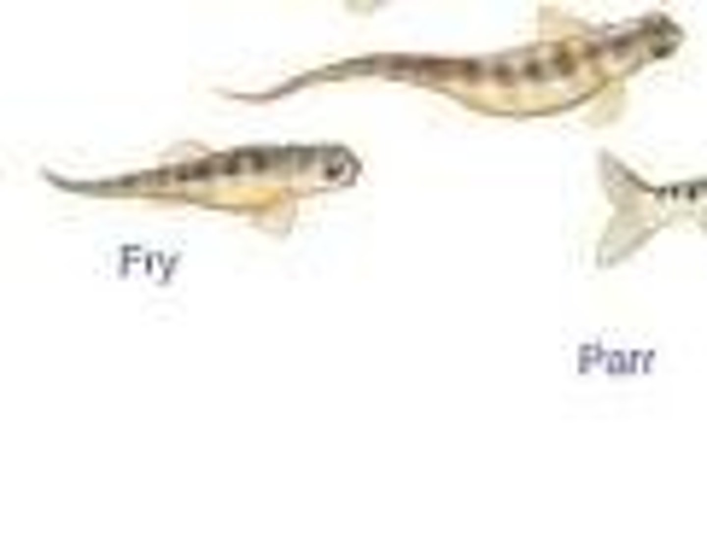<p>Young salmon transitioning from freshwater to saltwater.</p>