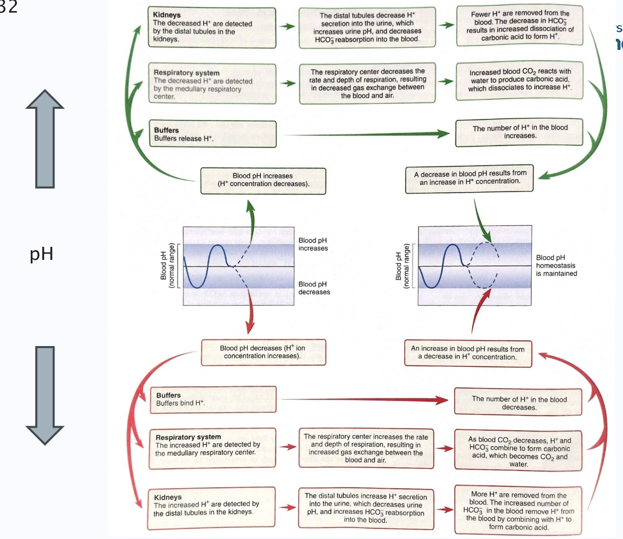 <p>(both respiratory and renal systems)</p>