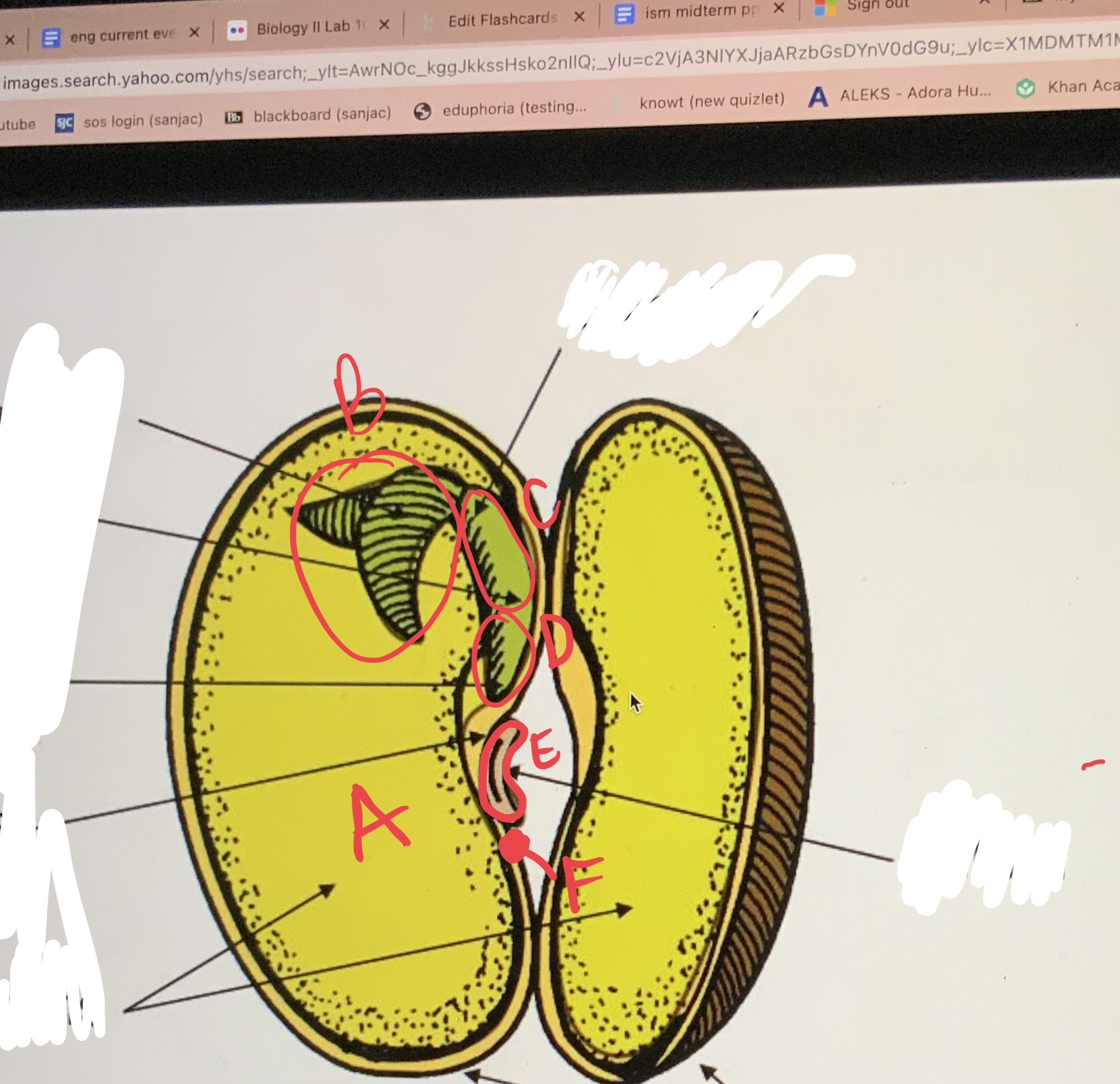 <ul><li><p>what is the seed called?</p></li><li><p>dicot or monocot?</p></li><li><p>label the slide</p></li></ul>