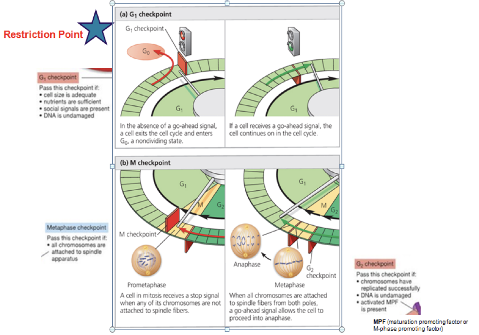 <p>if you had a chemical to block ___ cells would stall during the cell and never synthesize DNA</p>