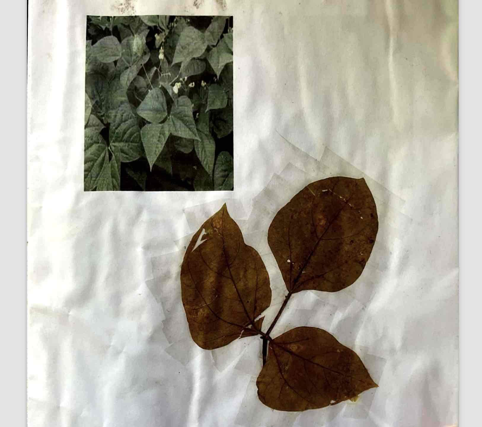 term image