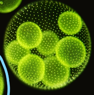 <p><span>a colony of flagellated cells that form spherical or oval hollow colonies containing anywhere from 500 to 60,000 cells. most commonly reproduce asexually by forming and then releasing smaller </span><strong>daughter colonies</strong></p>