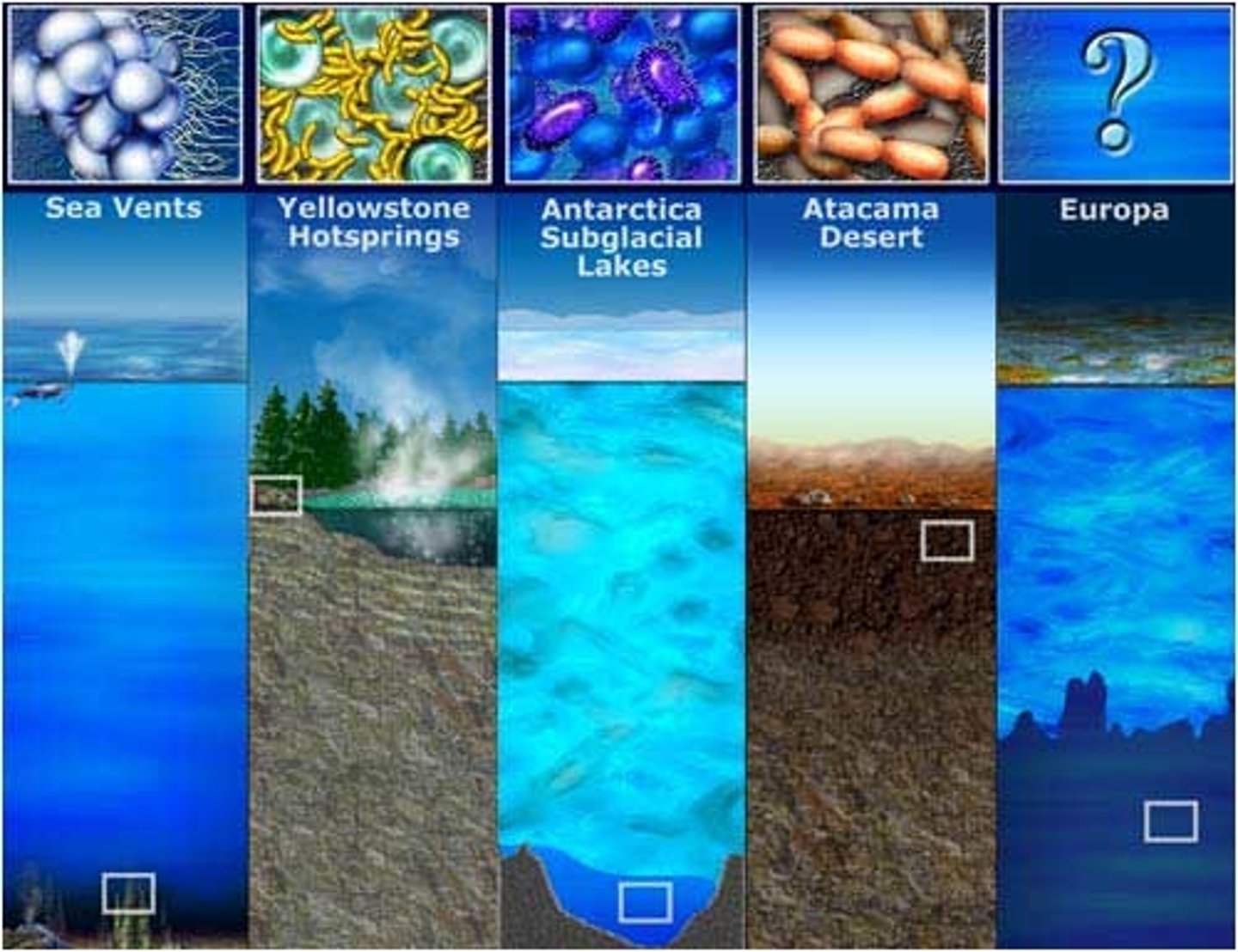 <p>species that have evolved to tolerate extreme conditions</p>