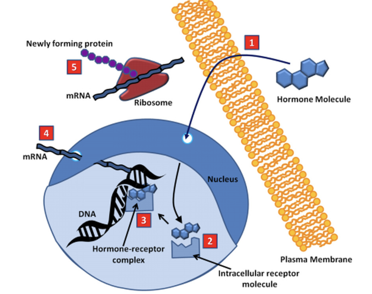 <p>They can pass through cells but interact with DNA to produce a new one. Takes several hours as they are creating a new one. (Ex:Steroid hormone)</p>