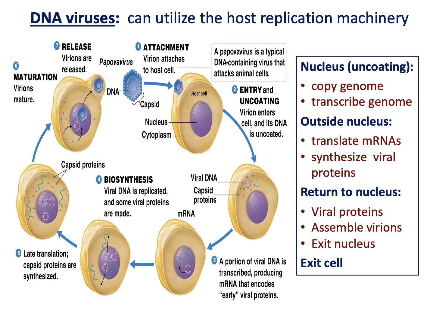 <p><span style="font-family: &quot;ADLaM Display&quot;;"><span>&nbsp;Nucleus </span></span><span style="font-family: &quot;Times New Roman&quot;;"><span>→</span></span><span style="font-family: &quot;ADLaM Display&quot;;"><span> copy genome, transcribe </span></span><span style="font-family: &quot;Times New Roman&quot;;"><span>→</span></span><span style="font-family: &quot;ADLaM Display&quot;;"><span> cytoplasm </span></span><span style="font-family: &quot;Times New Roman&quot;;"><span>→</span></span><span style="font-family: &quot;ADLaM Display&quot;;"><span> translate </span></span><span><span>→</span></span><span style="font-family: &quot;ADLaM Display&quot;;"><span> return to nucleus </span></span><span style="font-family: &quot;Times New Roman&quot;;"><span>→</span></span><span style="font-family: &quot;ADLaM Display&quot;;"><span> assemble </span></span><span><span>→</span></span><span style="font-family: &quot;ADLaM Display&quot;;"><span> exit.</span></span></p>