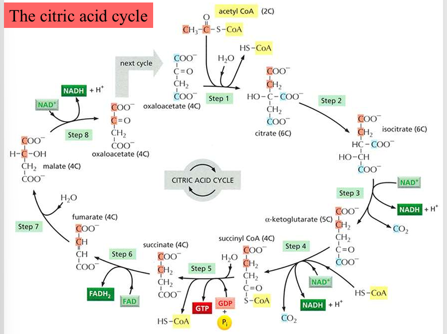 <p>2 carbons from acetyl CoA that enter the cycle <em>will not be </em>converted to CO2 in this turn, but <em>will convert in later cycles</em> </p><p>the 2 carbons that weren’t converted in the previous cycle will be converted to CO2 now</p>