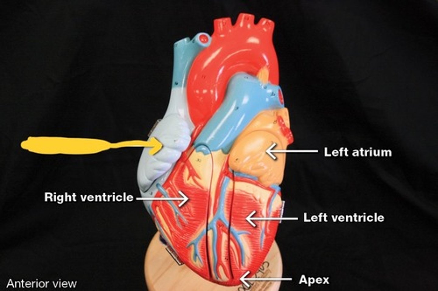 <p>Chambers of heart,</p>