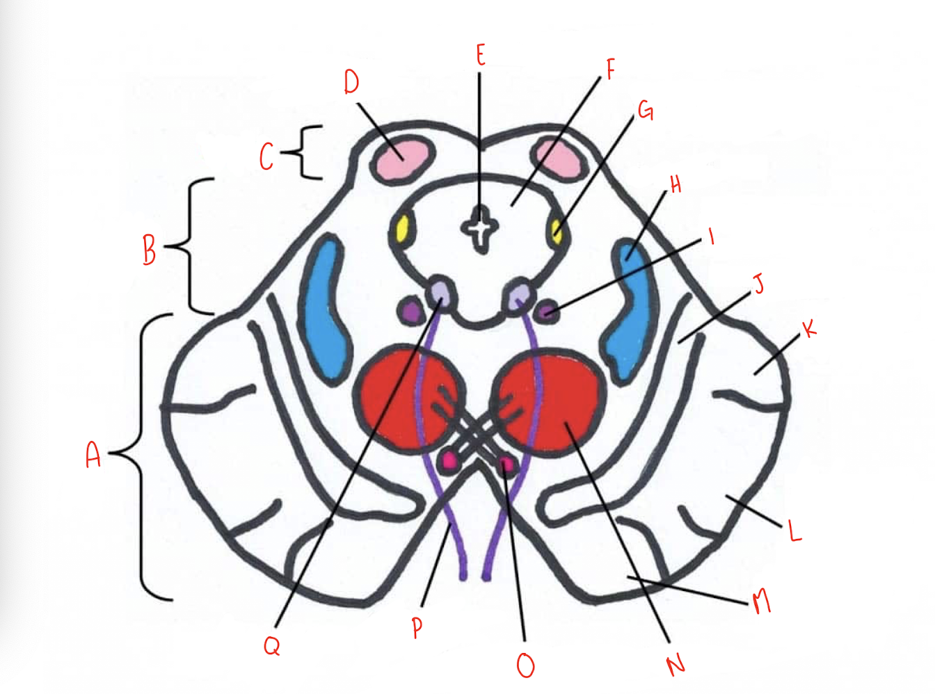 <p>What structure of the sliced superior colliculus section of the midbrain is labeled H?</p>