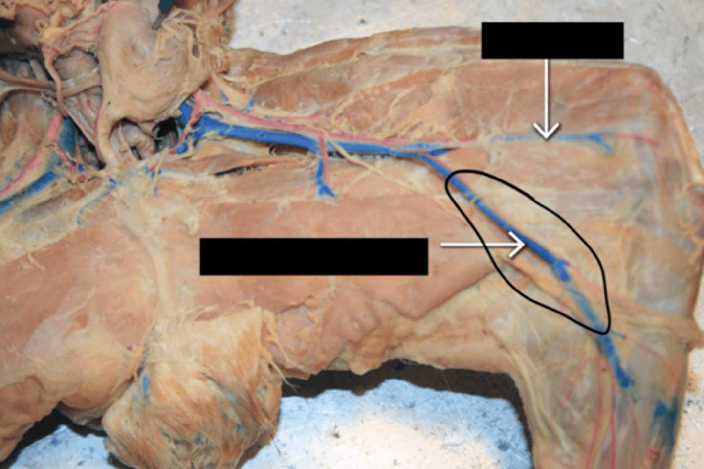 knowt flashcard image