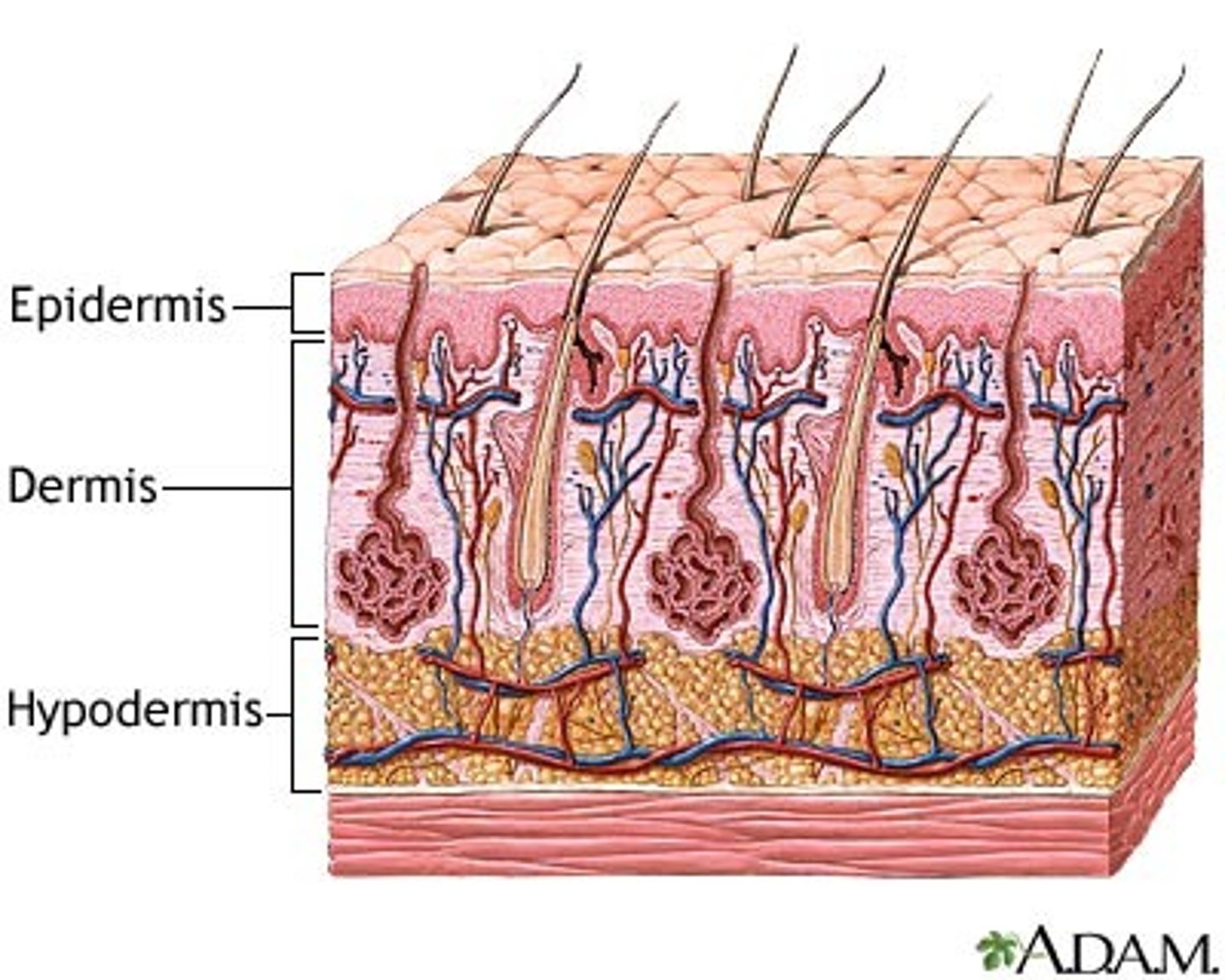 <p>epidermis</p><p>-epithelium</p><p>-forms boundary between external and internal environment</p><p>dermis</p><p>- connective tissue</p><p>- gives structural strength</p><p>hypodermis</p>