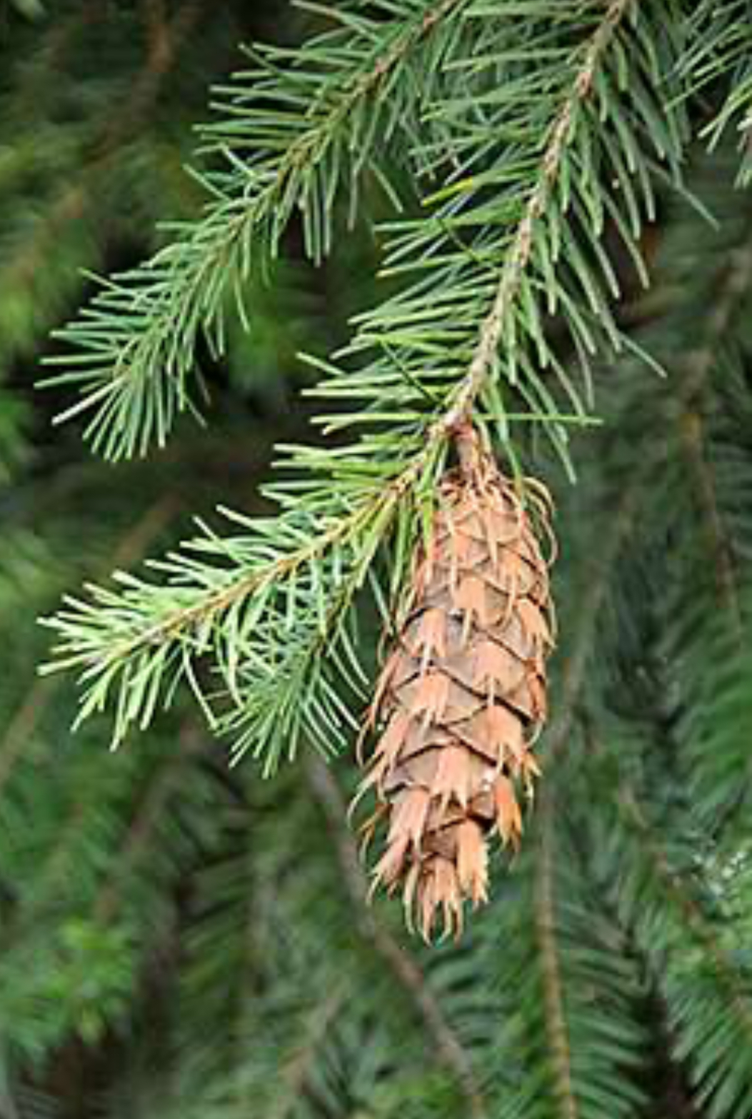 <p>Douglas fir</p>