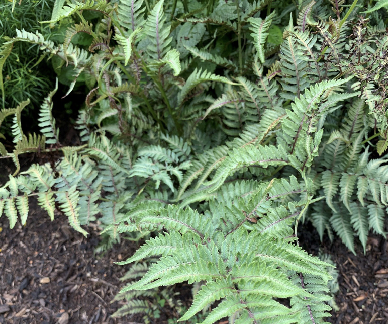 <p>12-18”</p><p>Moist soils</p><p>part sun / part shade Full shade</p><p>Ornamental fern with silvery fronds tinted burgundy, best in moist soils.</p>