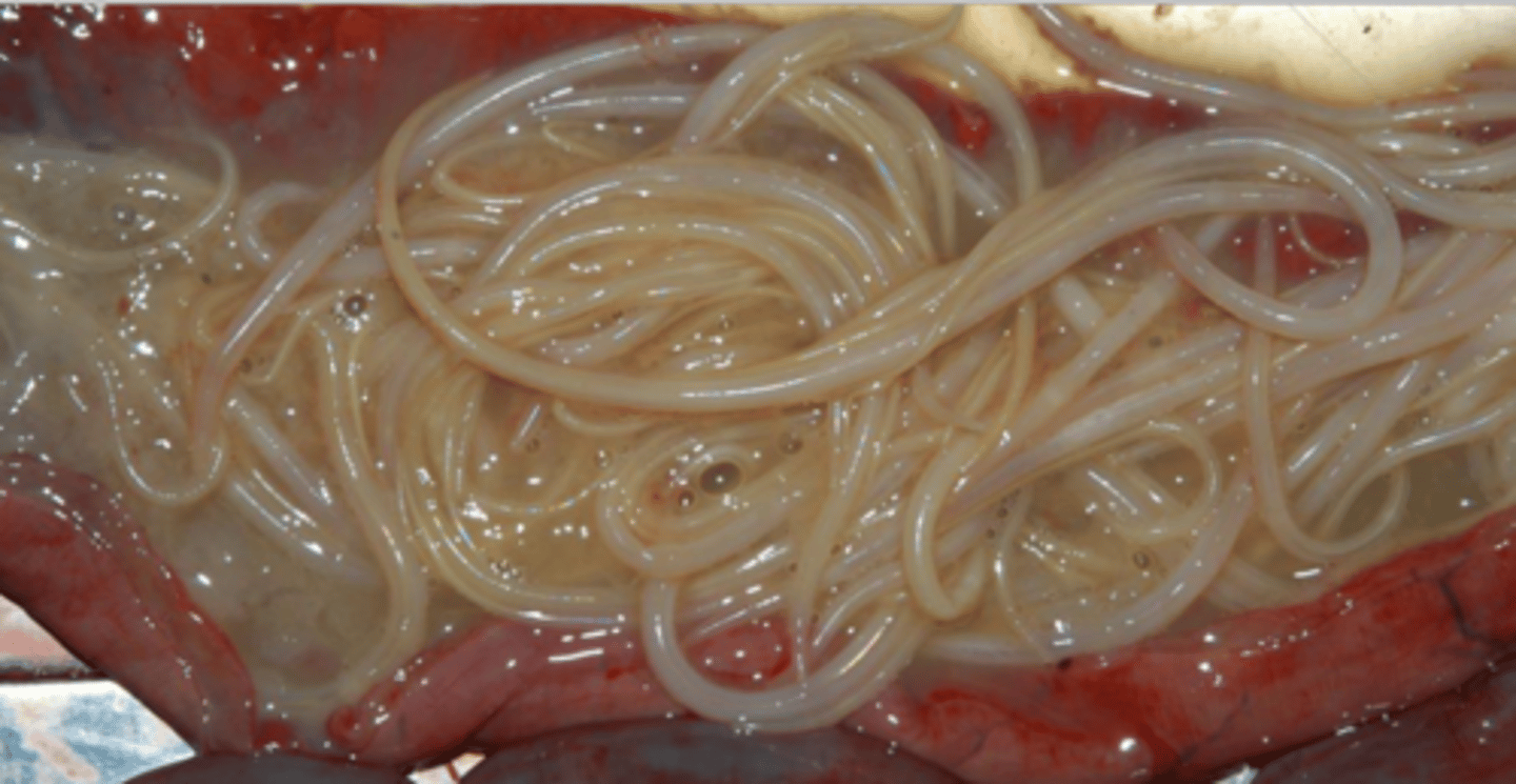 <p>Found in a horse and caused impaction colic leading to death. What parasite is this?</p>