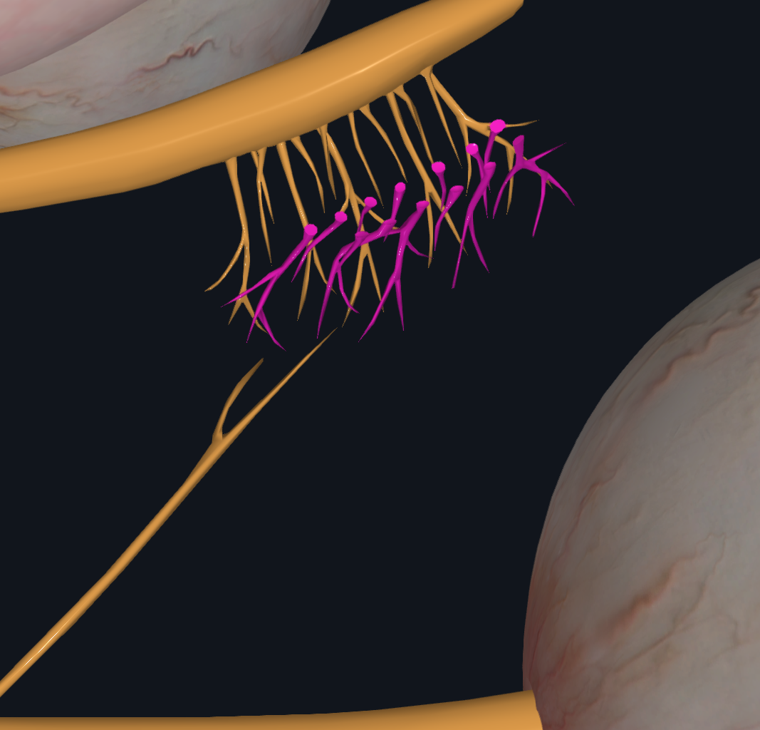 <p>CN near nose</p><p>Major Function = Smell</p>