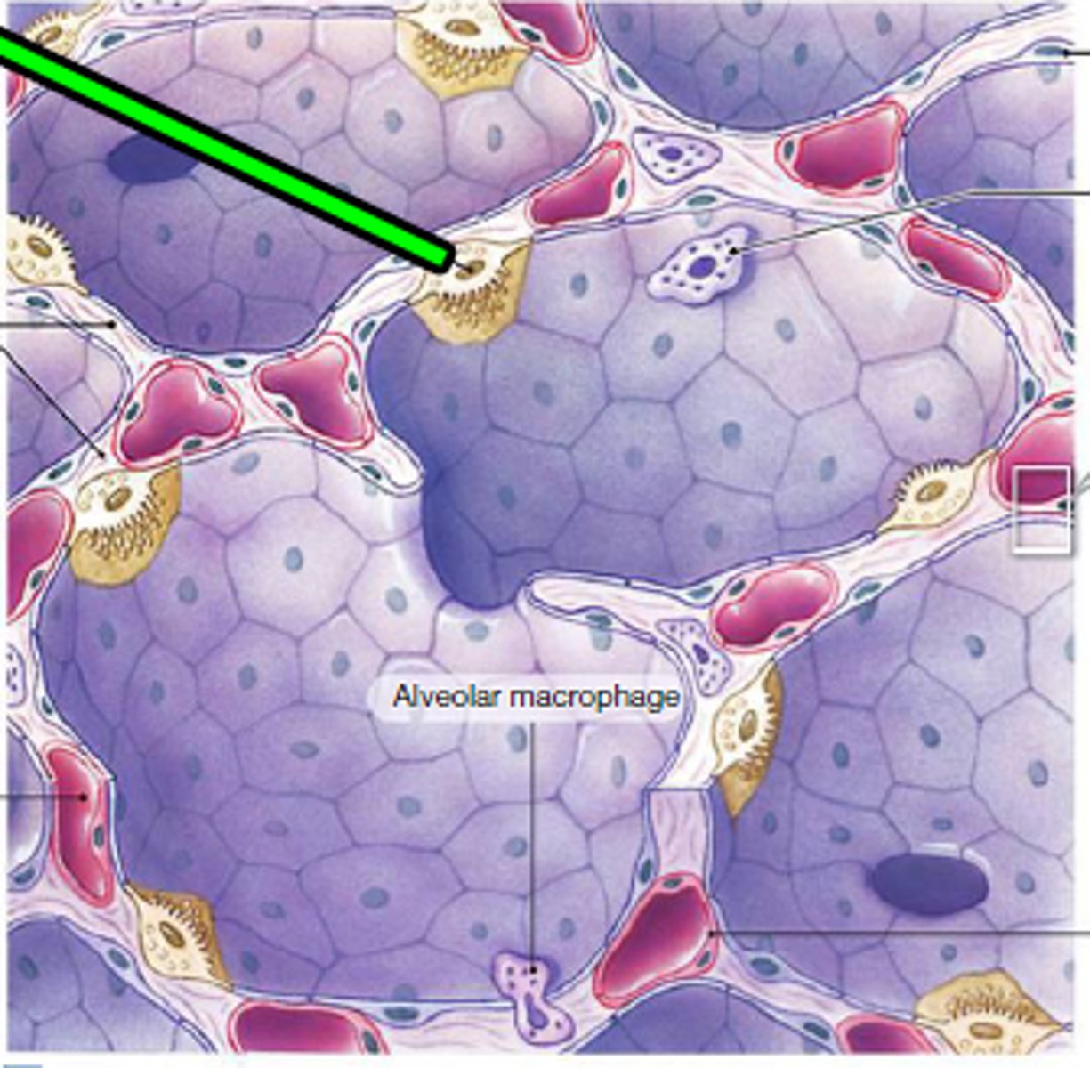 <p>control/manage surface area and reduce surface tension in gas exchange. inside alveolus.</p>