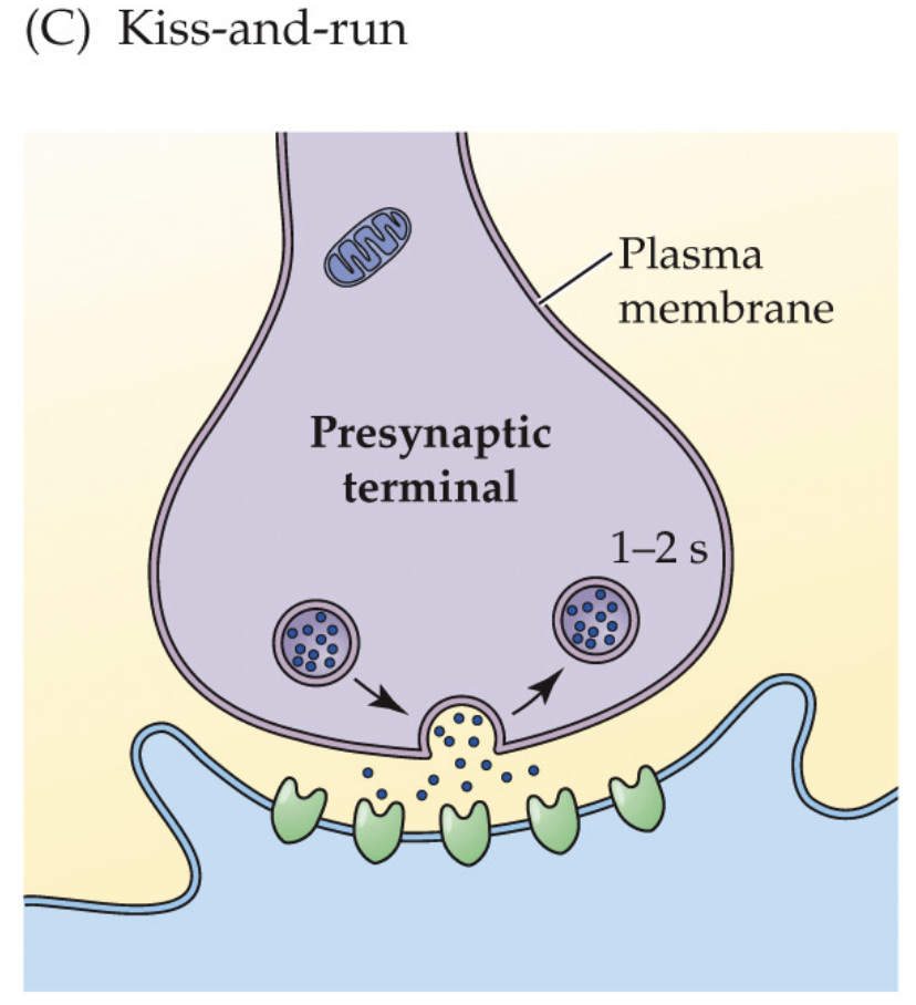 <ul><li><p>Vesicle makes a <strong>transient fusion pore</strong>, <strong>releases transmitter</strong>, then <strong>reseals</strong> without full collapse</p></li><li><p><strong>Local, rapid</strong> reuse; <strong>clathrin not required</strong> for retrieval</p></li><li><p>Minimizes <strong>mixing</strong> of vesicle/plasma membranes; <strong>evidence mixed/controversial</strong><br><span data-name="brain" data-type="emoji">🧠</span> <em>Takeaway:</em> <strong>Brief pore, quick reseal</strong>—vesicle “kisses” the membrane and “runs.”</p></li></ul><p></p>