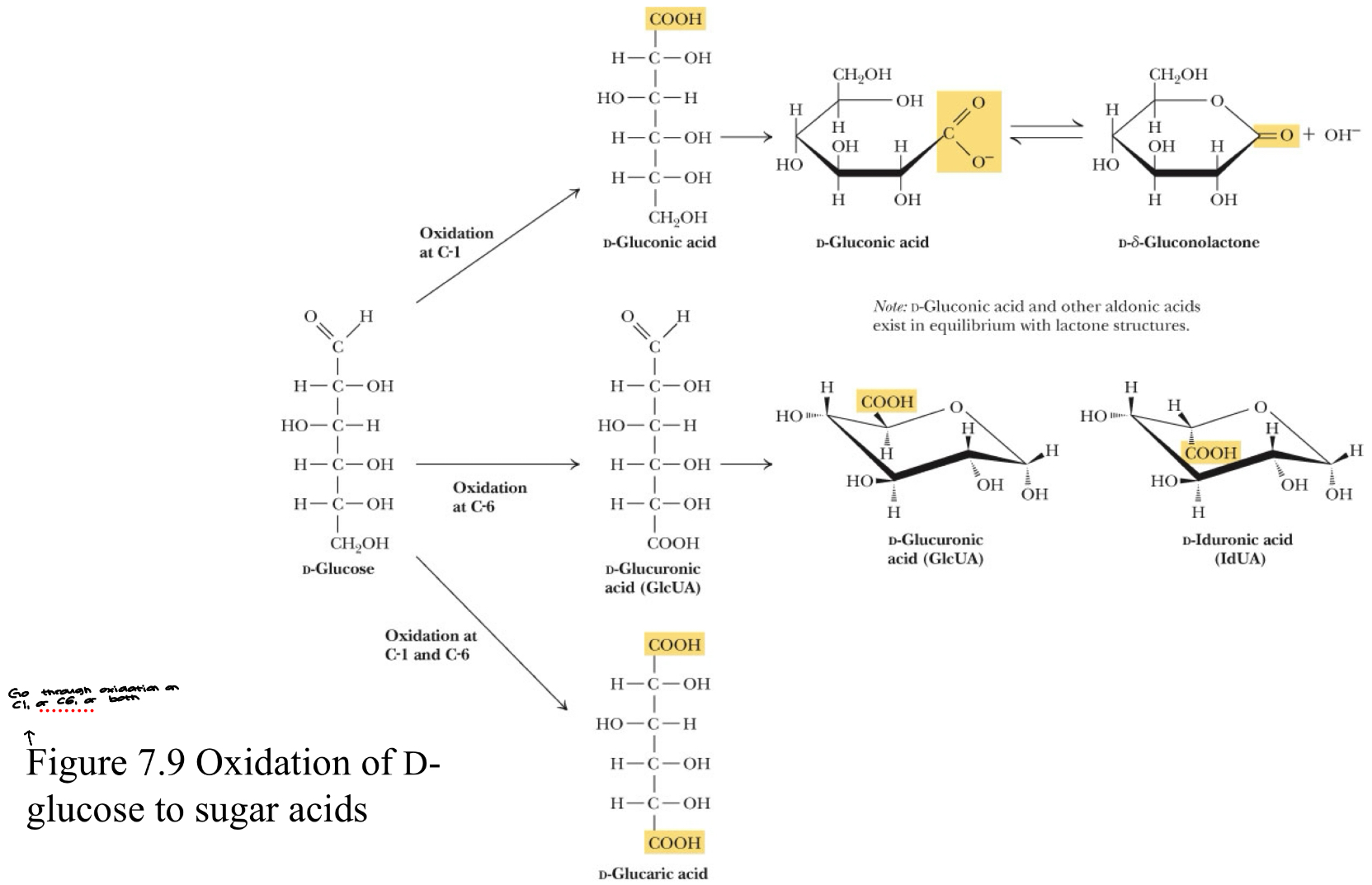 <p>Figure 7.9 Oxidation of D-glucose to sugar acids </p>