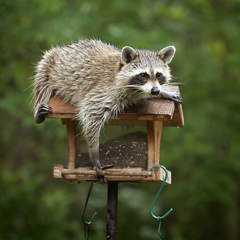 a troublesome wild animal; a troublesome and mischievous person, especially a child