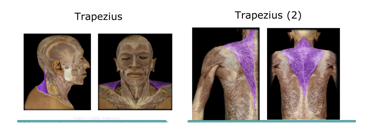 <p>SeLarge diamond shaped muscle on the back, the triangular top flexes the head, also hold scapula and connects to other arm movements </p>
