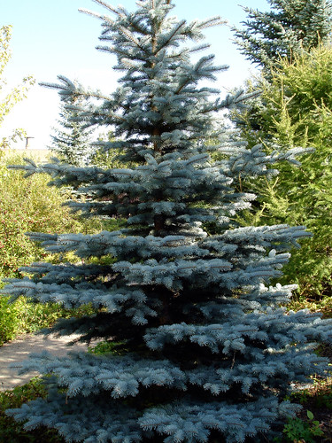 (Picea pungens)