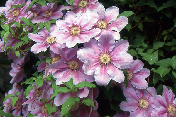 <p>Clematis</p>