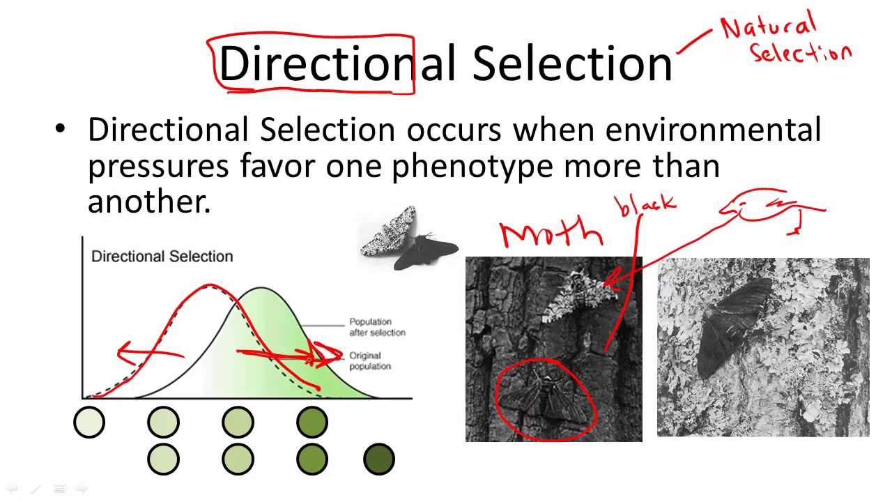 <p>: pattern of natural selection in which a form of a trait at one end of a range of variation is adaptive</p><ul><li><p>Examples: warfarin resistance in rats, peppered moth color</p></li></ul>