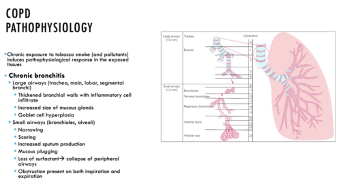 <p>Chronic Bronchitis</p>