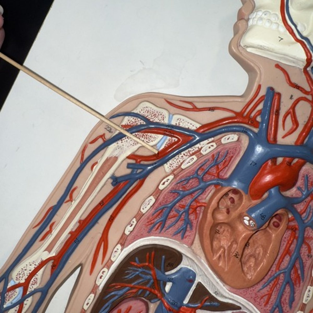 <p>Identify the structure.</p>