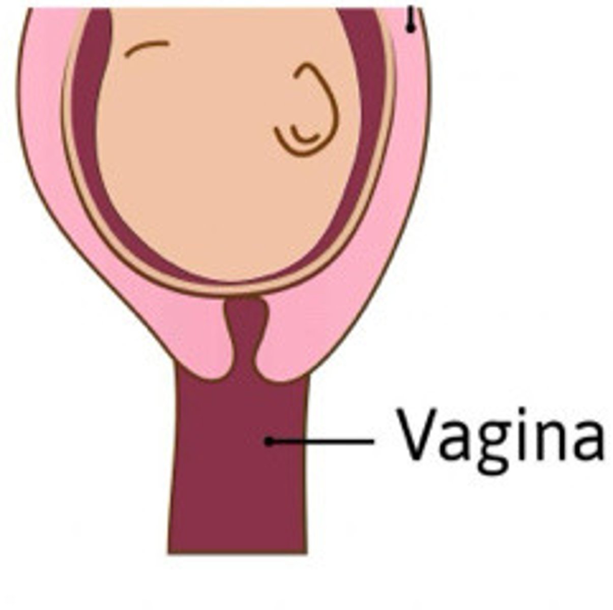 <p>Describe the cervix in this image</p>