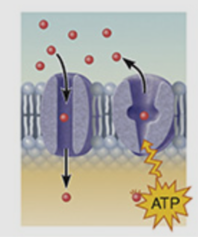 <p>quelle type de protein</p>
