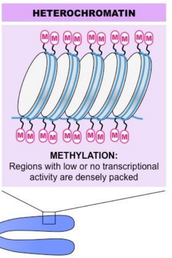 (condensed) is tightly packed and often
indicates the DNA region is transcriptionally inactive.