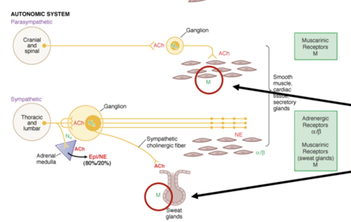<p>M1, M2, and M3</p><p>- found on smooth muscle tissue and sweat glands</p>