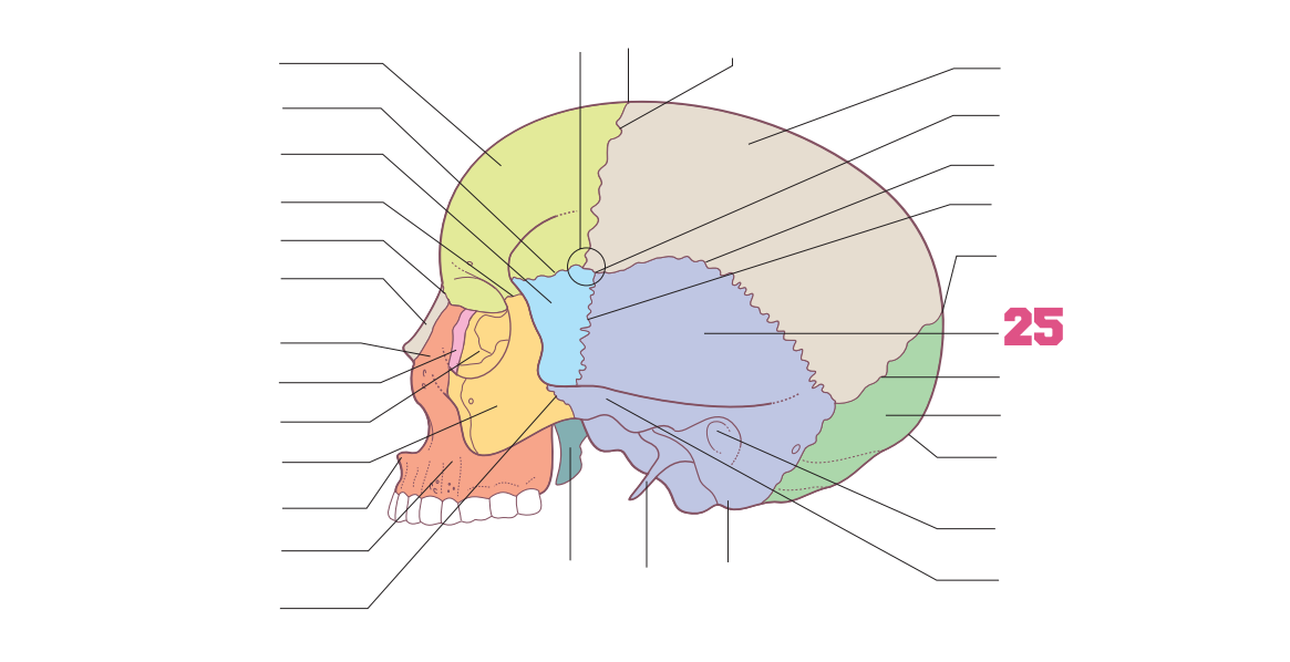 <p>25</p>