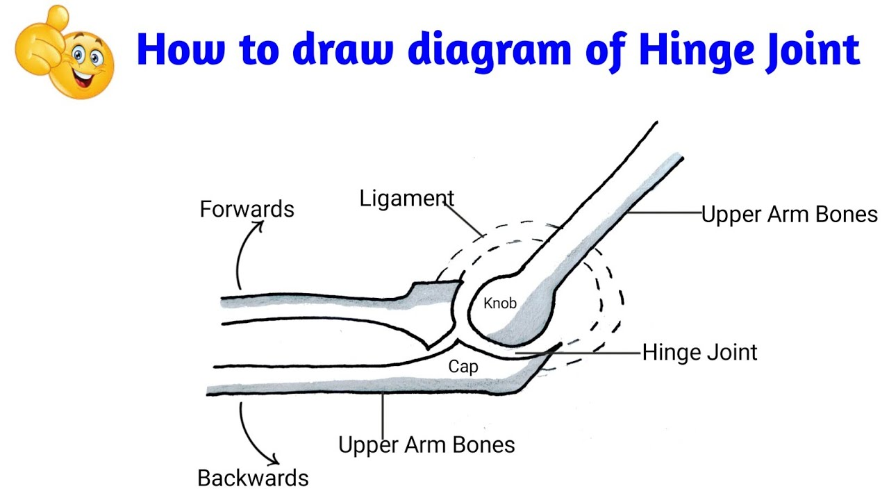 <p>Flexion/extension only; ex: elbow, knee.</p>