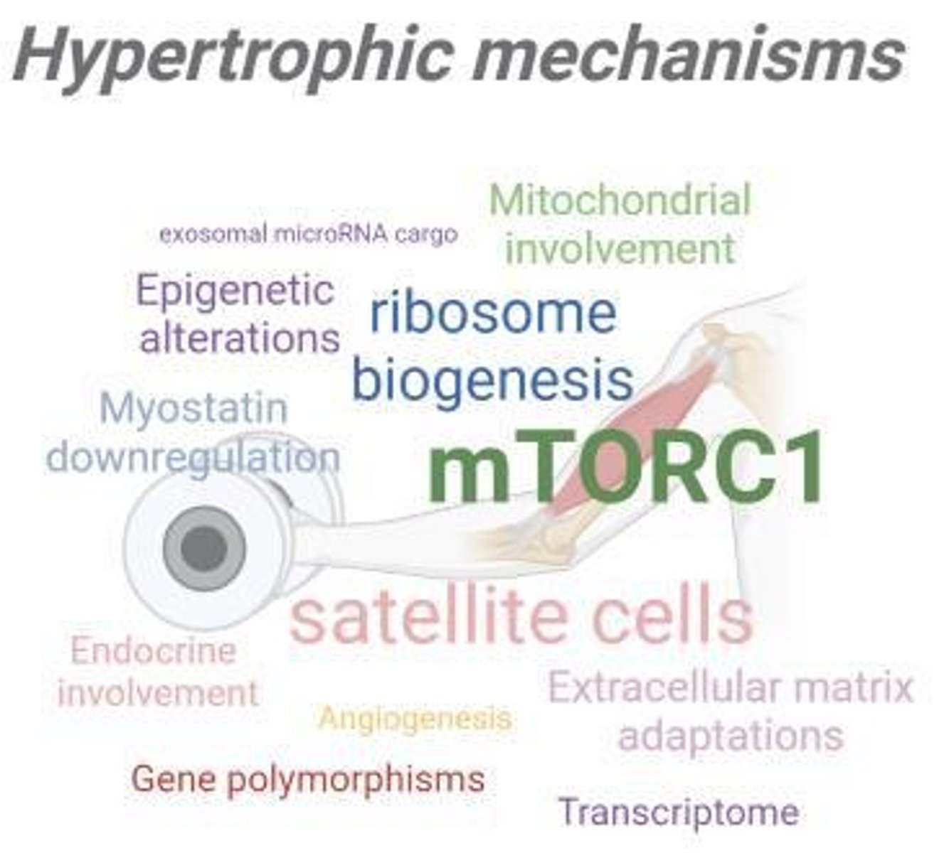 <p>It acts as a signal for muscle growth, along with molecular signaling and hormonal influences.</p>