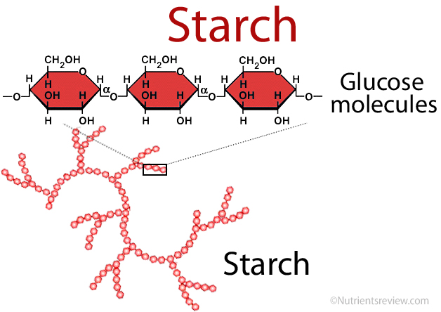 <p>A storage polysaccharide in plants, made of glucose monomers in an alpha (α) configuration. Helical and branched.</p>
