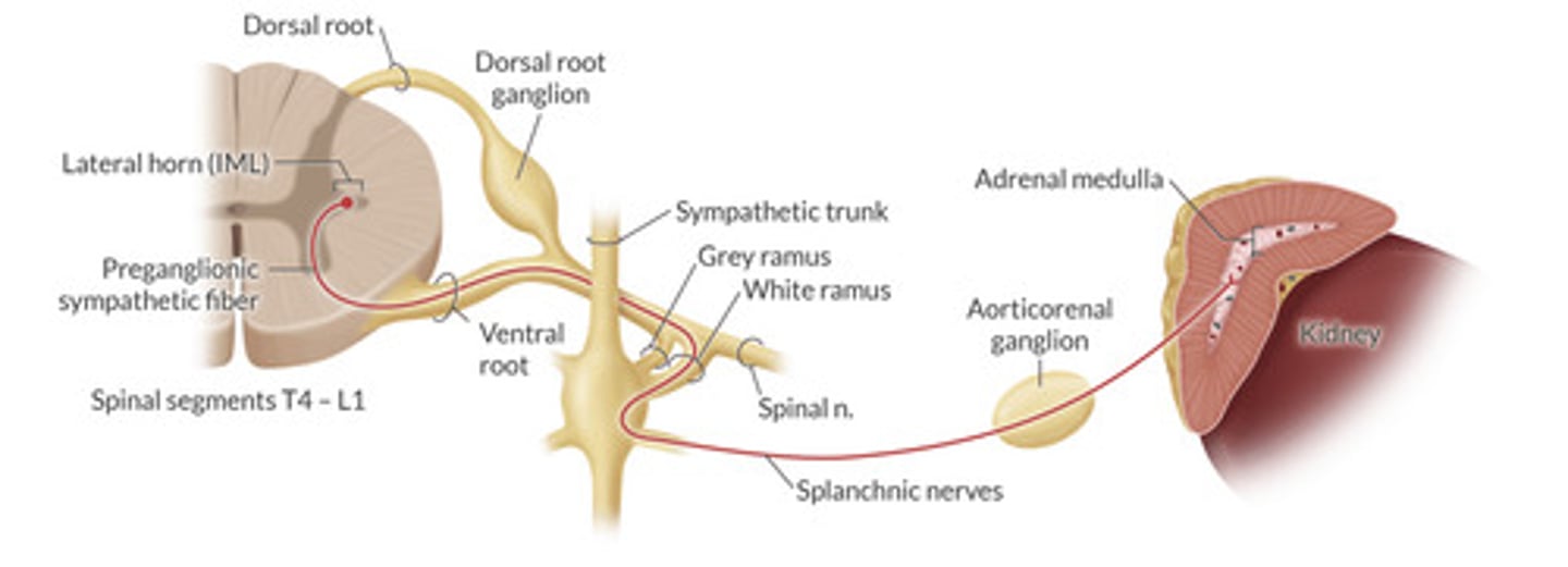 <p>Exit spinal cord</p><p>—>enter into white rami</p><p>—>exit via splanchnic nerves</p><p>—>enter into aorticorenal ganglion</p><p>—>exit to synpase in adrenal medulla with chromaffin cells</p><p>THERE IS NO POST GANGLIONIC NEURON</p>