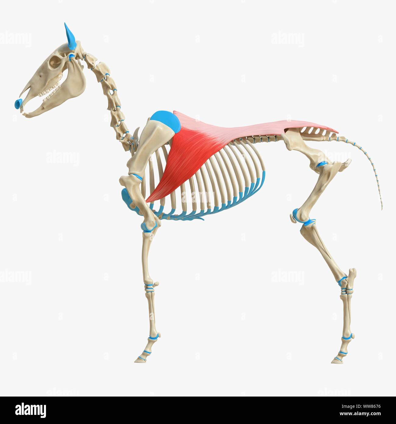 latissimus dorsi