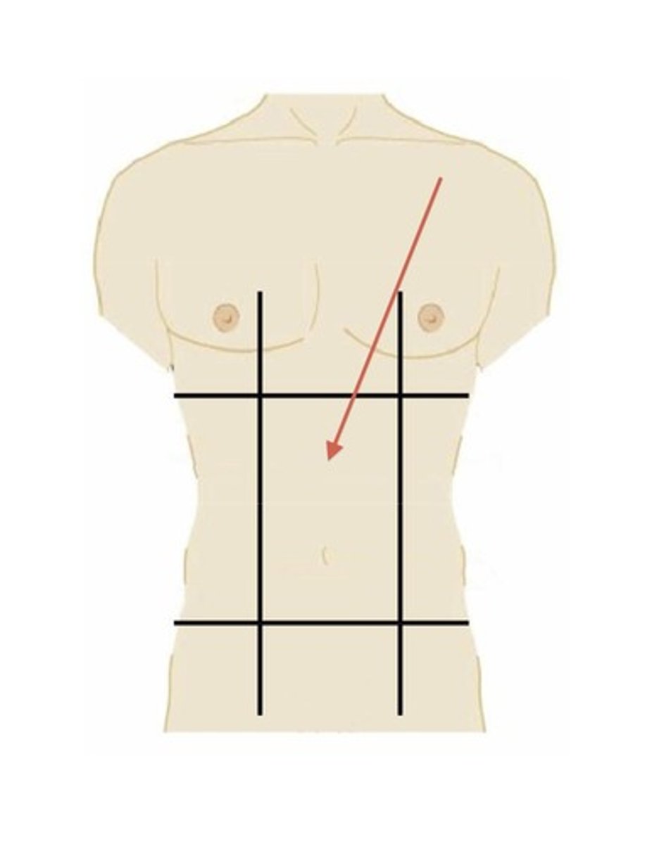 <p>The centermost region, includes the umbilicus</p>