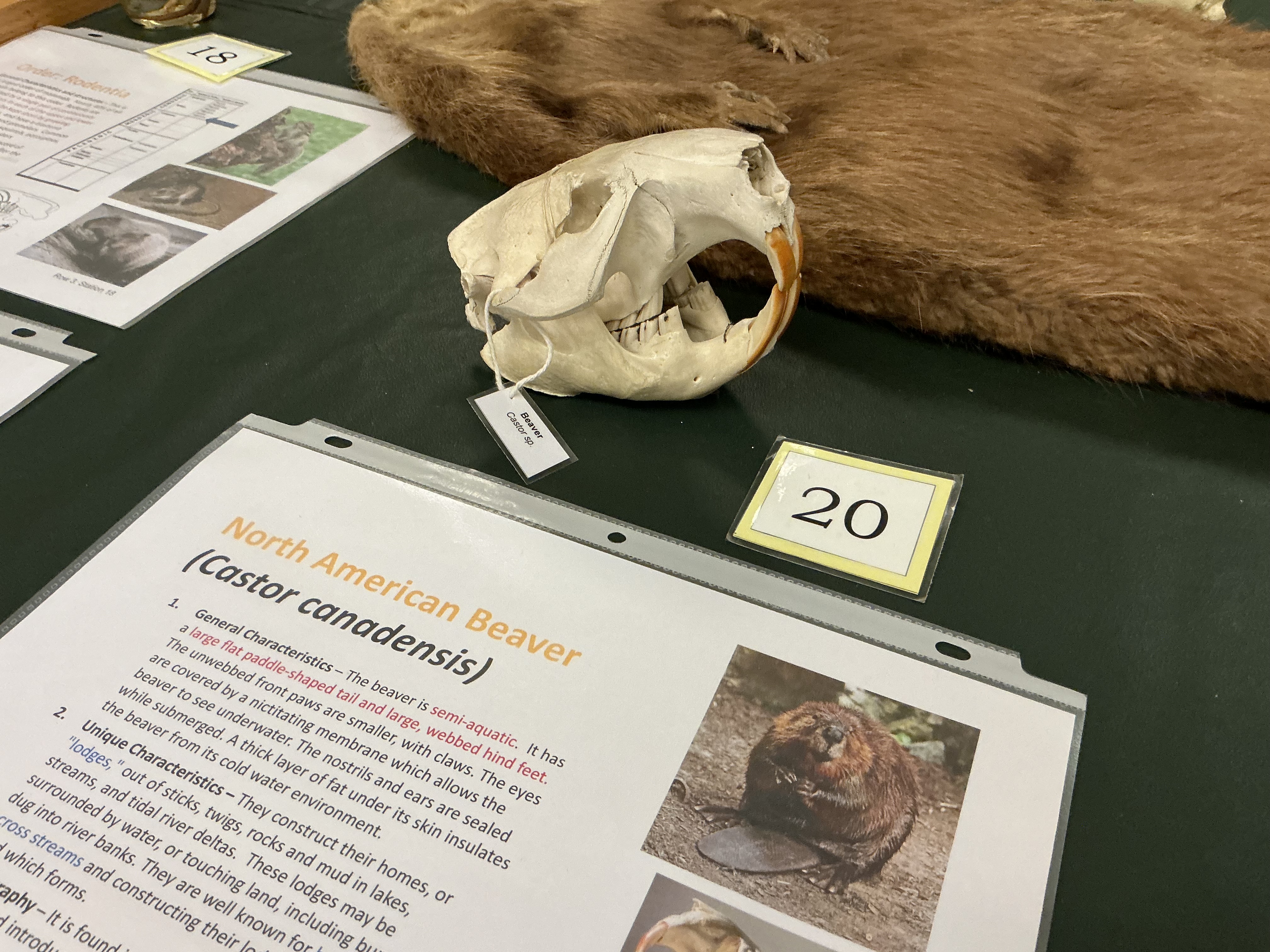 <p>Where are beavers found? How are they able to fulfill this lifestyle?</p>