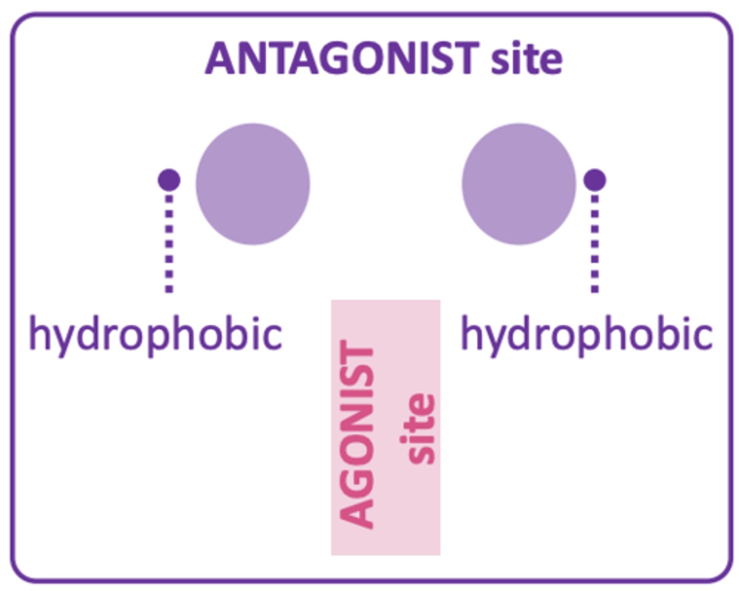 <p>- Not essential to have 2 aromatics but increases activity if there are large groups.</p><p>- Allows molecule to fit into the hydrophobic pockets of antagonist site.</p><p>- Activity decreases if groups are bigger or smaller than 2 aromatics.</p>