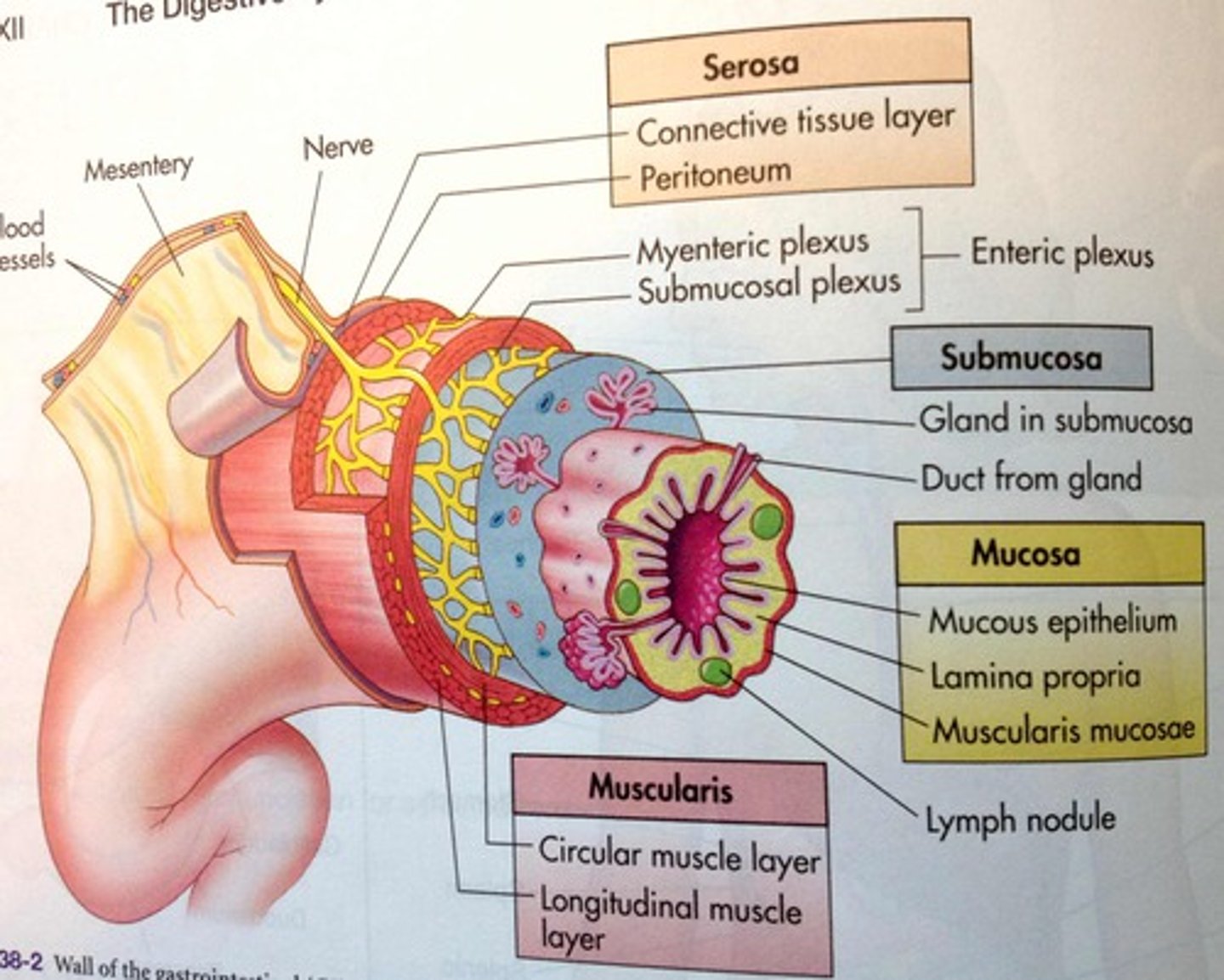 <p>Moves things</p><p>- Inner circular and outer longitudinal</p><p>- Well developed in oviduct and uterus</p>