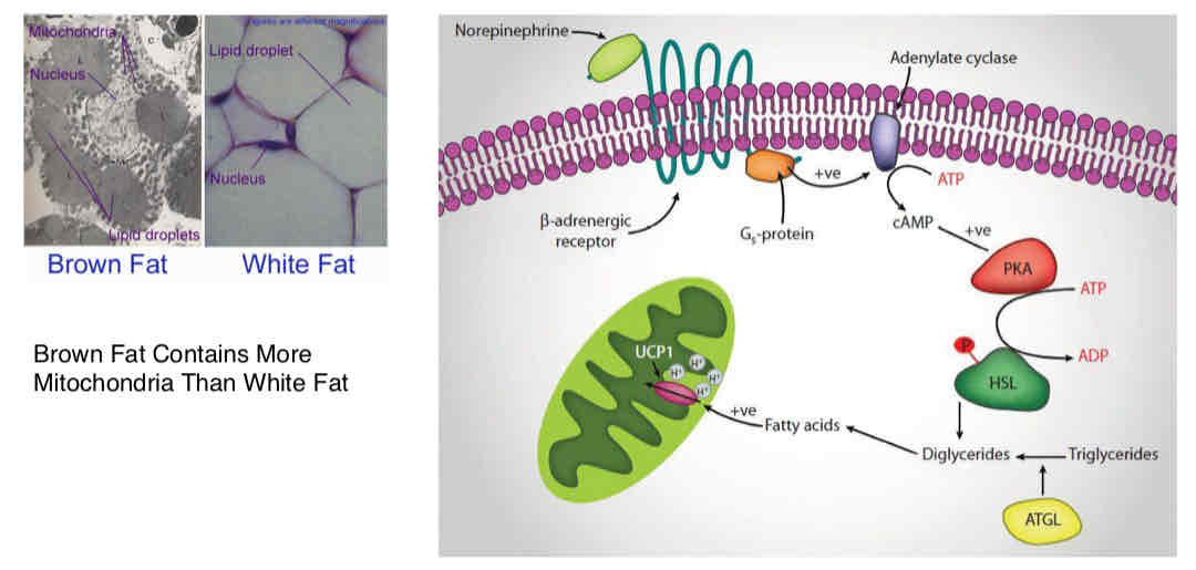 <ul><li><p>Some H+ permeability of IMM is essential for chemiosmotic energy conservation</p></li><li><p>Any factor that increases H+ leak rate will “uncouple” oxidation from phosphorylation</p></li><li><p>Uncoupling activates electron transport independent of availability of ADP and Pi (can promoter hydrolysis of ATP as a consequence of dissipating the proton electrochemical gradient)</p></li><li><p>Uncoupling proteins (UCP1) → membrane transporters that enhance H+ leak rate through IMM, but depend on binding of long chain FAs for activation</p></li><li><p>UCPs are regulated by binding of guanine or adenine nucleotides </p></li><li><p><strong>UCP1</strong> → only really good conductor of protons, only expressed in brown adipose fat (contains more mitochondria than white fat)</p></li><li><p><strong>UCP1</strong> turned on by hydrolysis of FA (from norepinephrine) → activates GPCR → increase in cAMP → activates PKA → lipolysis via HSL → TG broken down into FA → uncoupling → generates heat</p></li><li><p>ADT allows ADP entry into the matrix</p></li></ul>