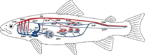 <p>dorsal aorta </p>