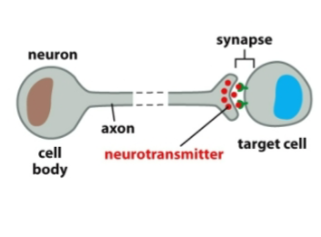 <p>Long distance</p><p>Important for neuronal function, muscle control</p>