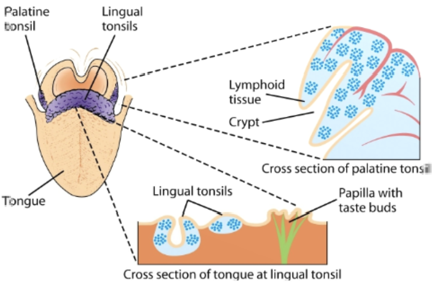 <p>tonsils&nbsp;</p>