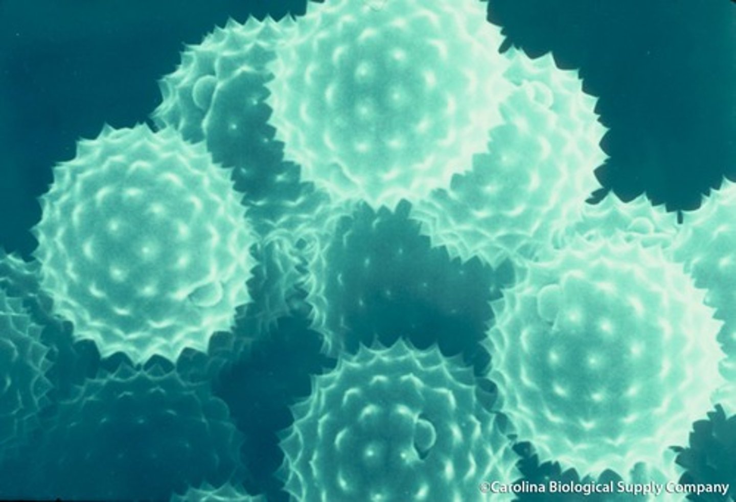 <p>allergen</p>