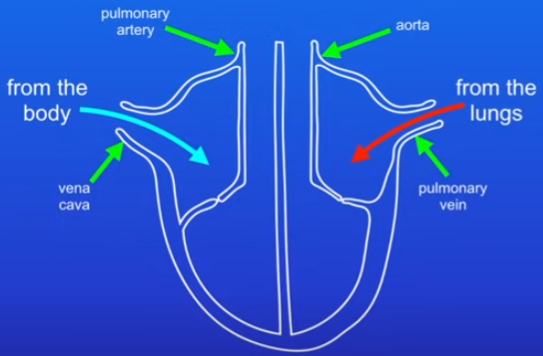 <ol><li><p>vena cava = brings deoxygenated blood</p></li><li><p>blood goes through heart to lungs = pulmonary artery</p></li><li><p>oxygenated blood from lungs to heart = pulmonary vein</p></li><li><p>blood is pumped from heart to body = aorta</p></li></ol>